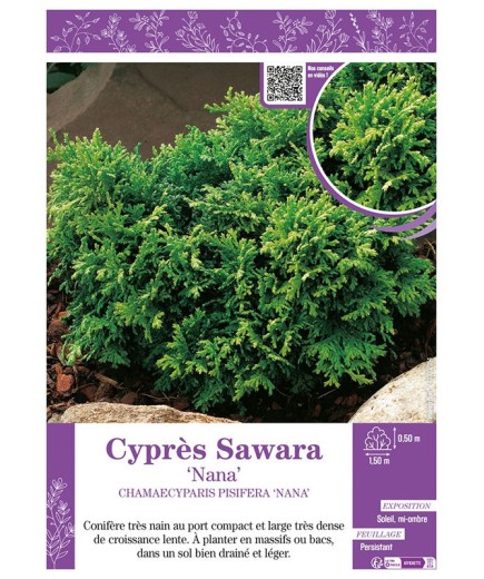 CHAMAECYPARIS PISIFERA NANA voir Cyprès Sawara