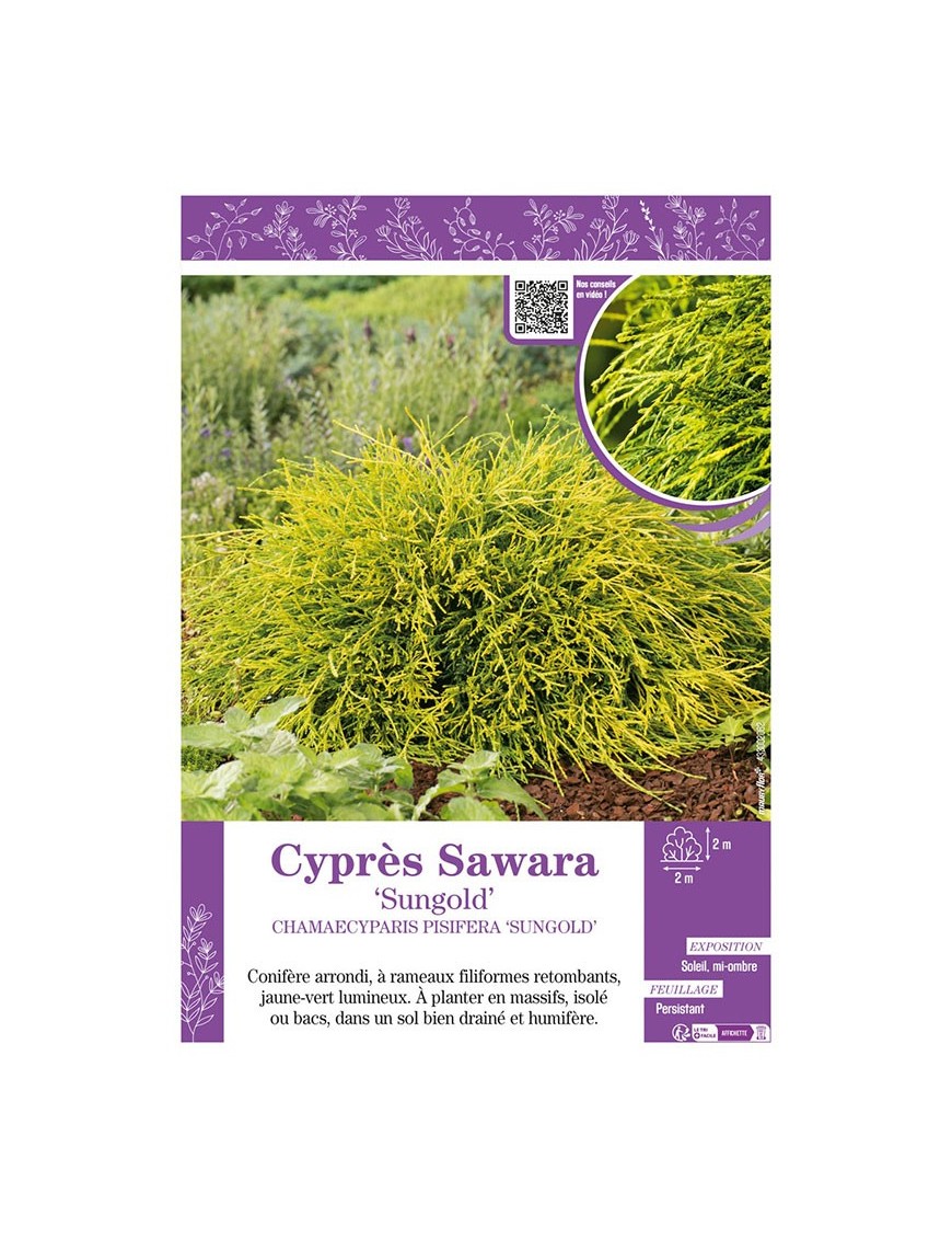 CHAMAECYPARIS PISIFERA SUNGOLD voir Cyprès Sawara