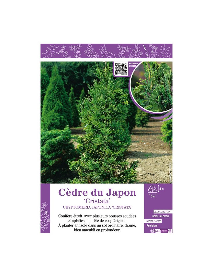 CRYPTOMERIA JAPONICA CRISTATA voir CÈDRE DU JAPON