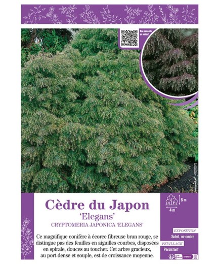 CRYPTOMERIA JAPONICA ELEGANS voir CÈDRE DU JAPON