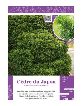 CRYPTOMERIA JAPONICA voir CÈDRE DU JAPON