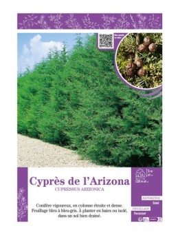 CUPRESSUS ARIZONICA voir CYPRÈS DE L'ARIZONA