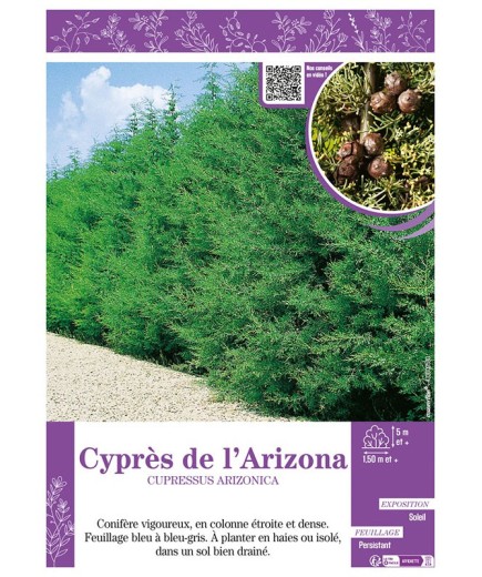 CUPRESSUS ARIZONICA voir CYPRÈS DE L'ARIZONA