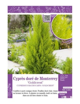 CUPRESSUS MACROCARPA GOLDCREST voir CYPRÈS DORÉ DE MONTERREY