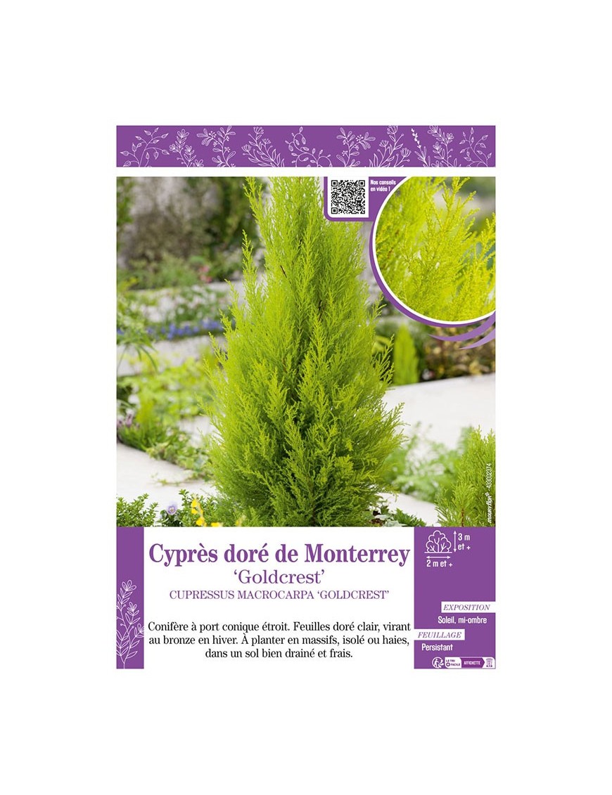CUPRESSUS MACROCARPA GOLDCREST voir CYPRÈS DORÉ DE MONTERREY