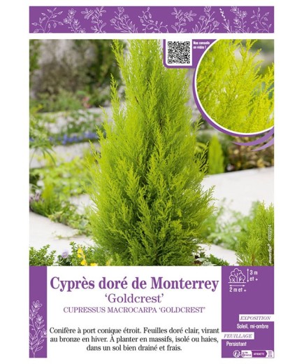 CUPRESSUS MACROCARPA GOLDCREST voir CYPRÈS DORÉ DE MONTERREY
