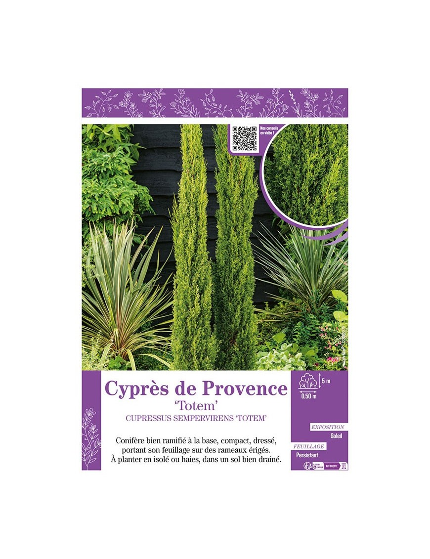 CUPRESSUS SEMPERVIRENS TOTEM voir CYPRÈS DE PROVENCE
