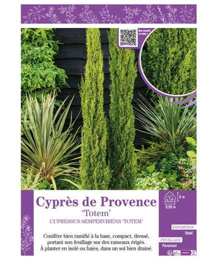 CUPRESSUS SEMPERVIRENS TOTEM voir CYPRÈS DE PROVENCE