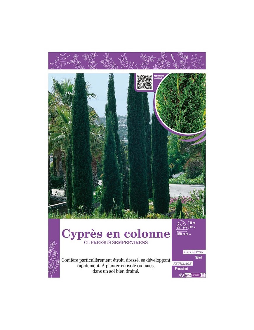 CUPRESSUS SEMPERVIRENS voir CYPRÈS EN COLONNE