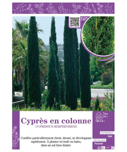 CUPRESSUS SEMPERVIRENS voir CYPRÈS EN COLONNE