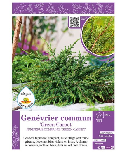 JUNIPERUS COMMUNIS GREEN CARPET voir Genévrier commun