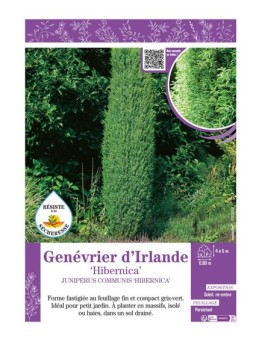 JUNIPERUS COMMUNIS HIBERNICA voir GENÉVRIER D'IRLANDE