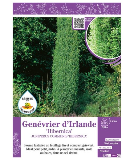 JUNIPERUS COMMUNIS HIBERNICA voir GENÉVRIER D'IRLANDE