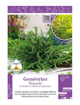 JUNIPERUS COMMUNIS REPANDA voir GENÉVRIER