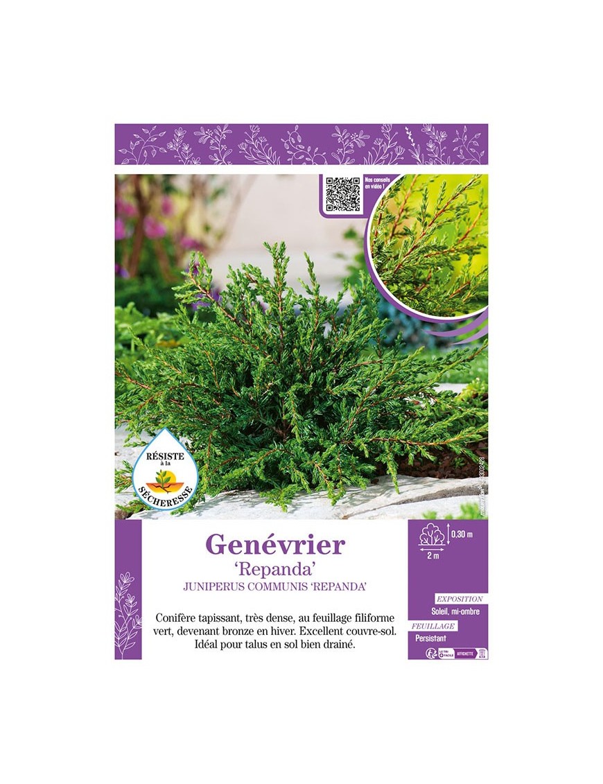 JUNIPERUS COMMUNIS REPANDA voir GENÉVRIER