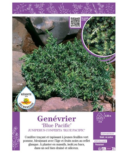 JUNIPERUS CONFERTA BLUE PACIFIC voir GENÉVRIER
