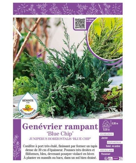 JUNIPERUS HORIZONTALIS BLUE CHIP voir Genévrier rampant
