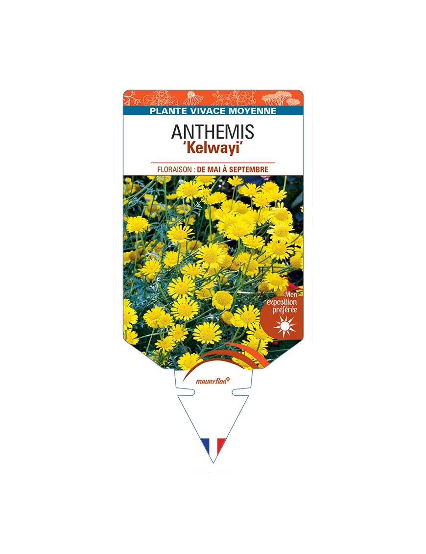 ANTHEMIS (tinctoria) Kelwayi