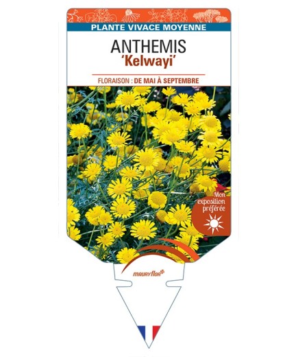 ANTHEMIS (tinctoria) Kelwayi