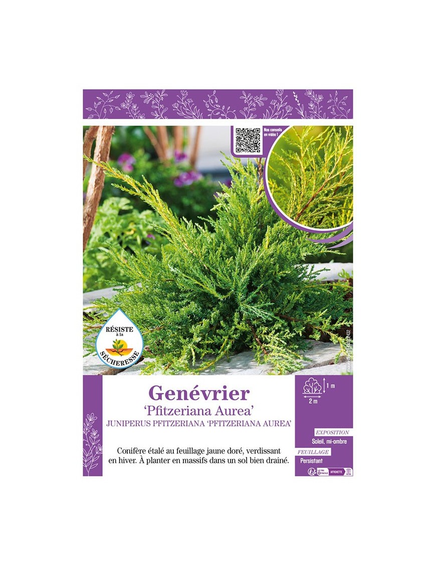 JUNIPERUS PFITZERIANA AUREA voir GENÉVRIER