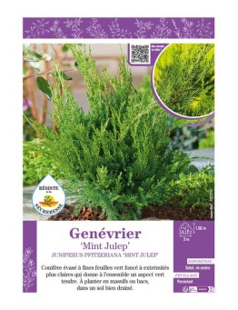 JUNIPERUS PFITZERIANA MINT JULEP voir GENÉVRIER