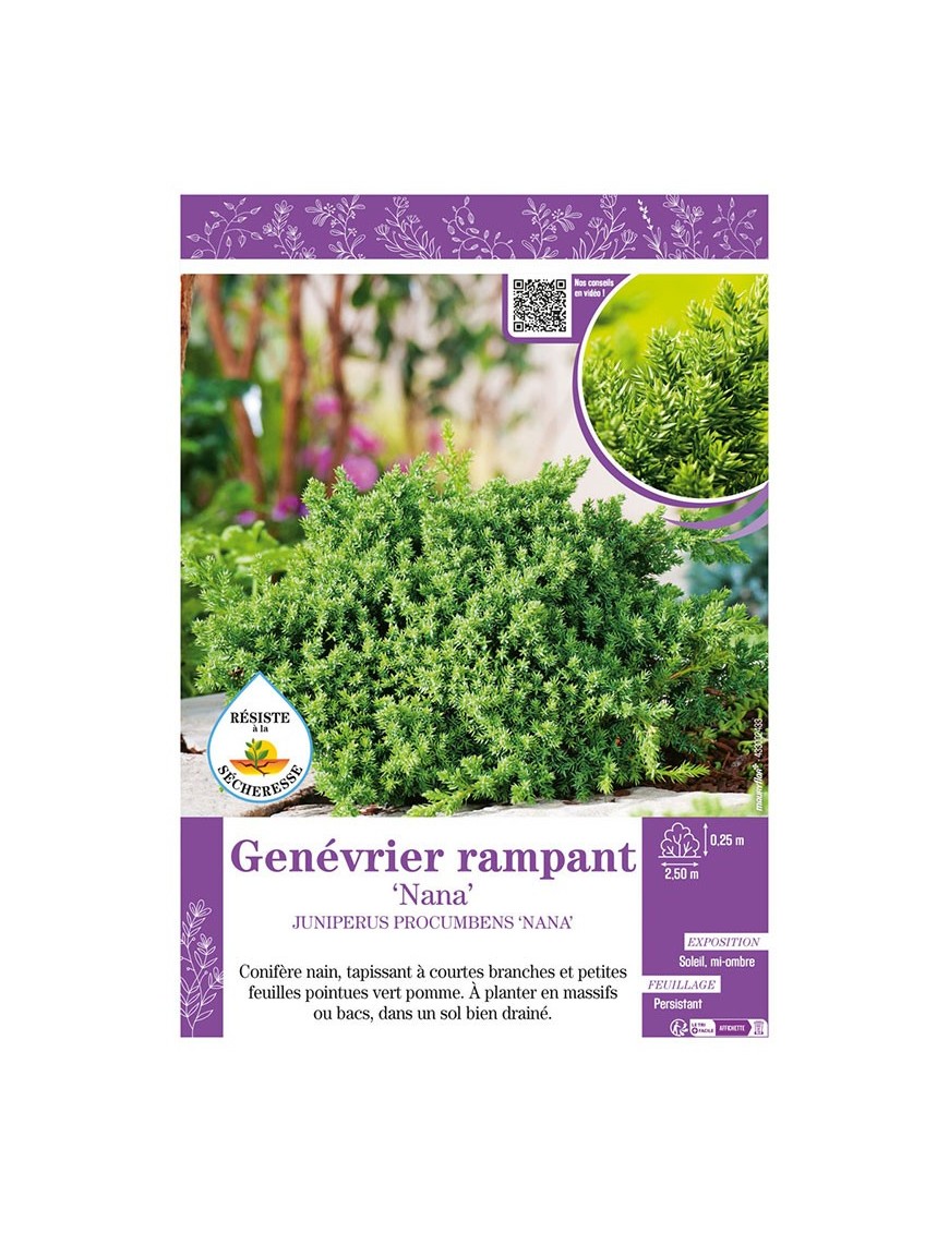 JUNIPERUS PROCUMBENS NANA voir Genévrier rampant