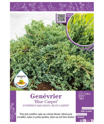 JUNIPERUS SQUAMATA BLUE CARPET voir GENÉVRIER