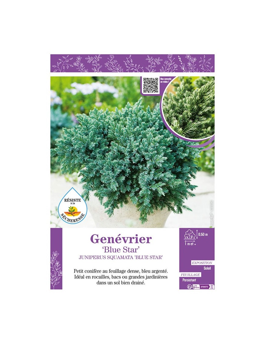 JUNIPERUS SQUAMATA BLUE STAR voir GENÉVRIER