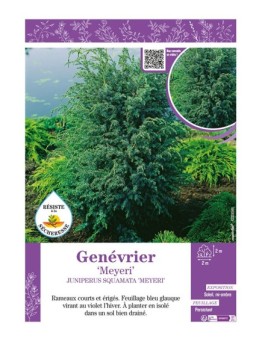 JUNIPERUS SQUAMATA MEYERI voir GENÉVRIER
