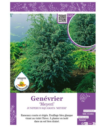 JUNIPERUS SQUAMATA MEYERI voir GENÉVRIER
