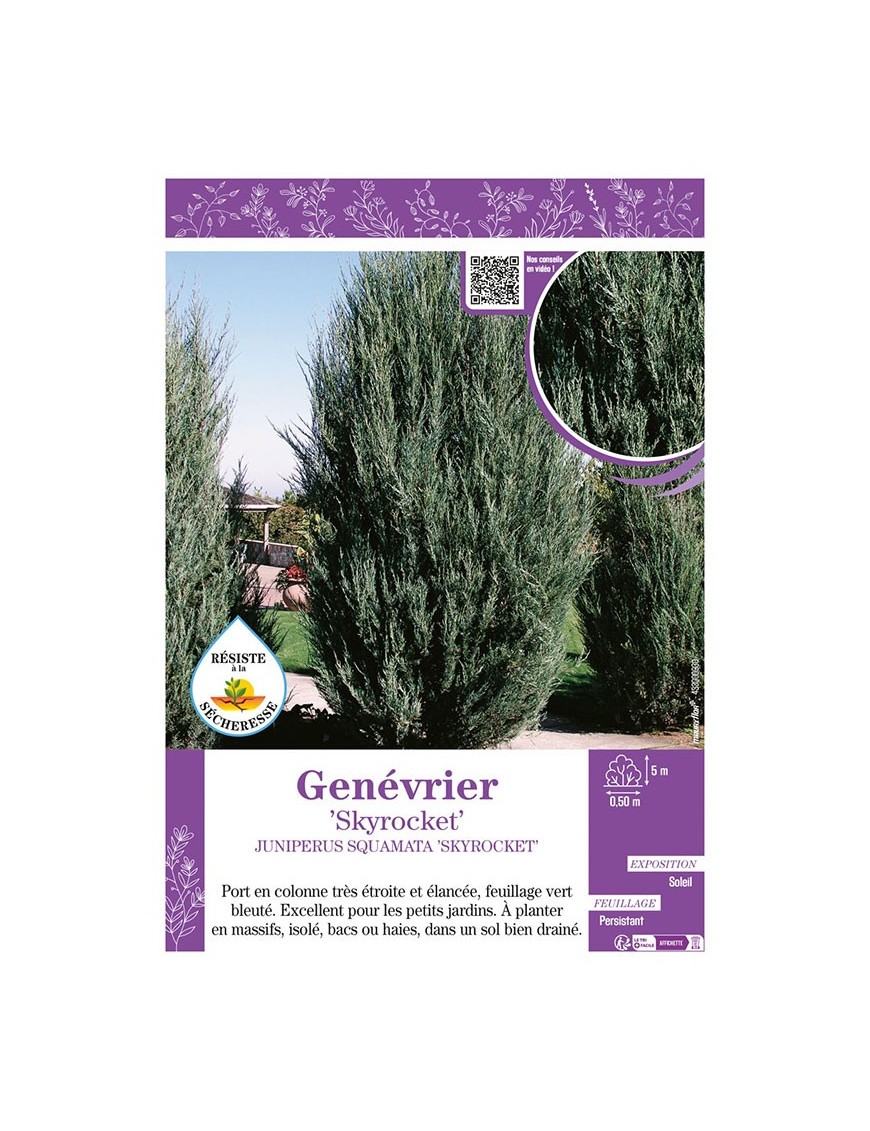 JUNIPERUS SQUAMATA SKYROCKET voir GENÉVRIER