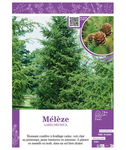 LARIX DECIDUA voir MÉLÈZE