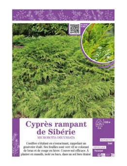 MICROBOTIA DECUSSATA voir Cyprès rampant de Sibérie