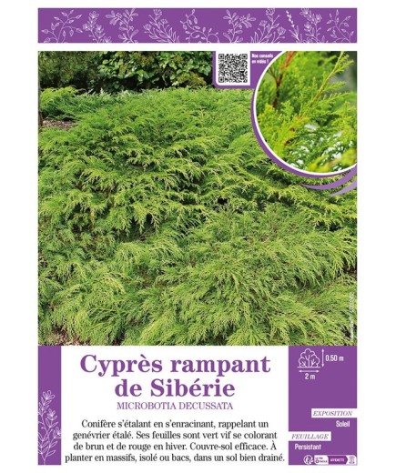 MICROBOTIA DECUSSATA voir Cyprès rampant de Sibérie