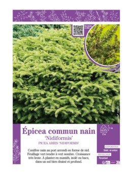 PICEA ABIES NIDIFORMIS voir ÉPICÉA COMMUN NAIN