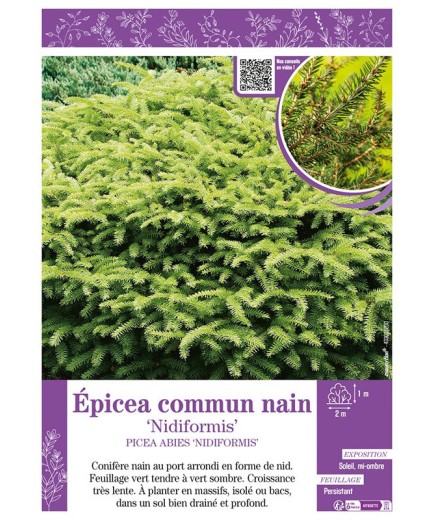 PICEA ABIES NIDIFORMIS voir ÉPICÉA COMMUN NAIN