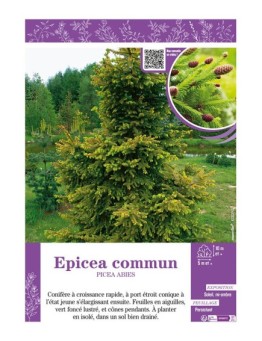 PICEA ABIES voir ÉPICÉA COMMUN (EXCELSA SAPIN DE NOËL)