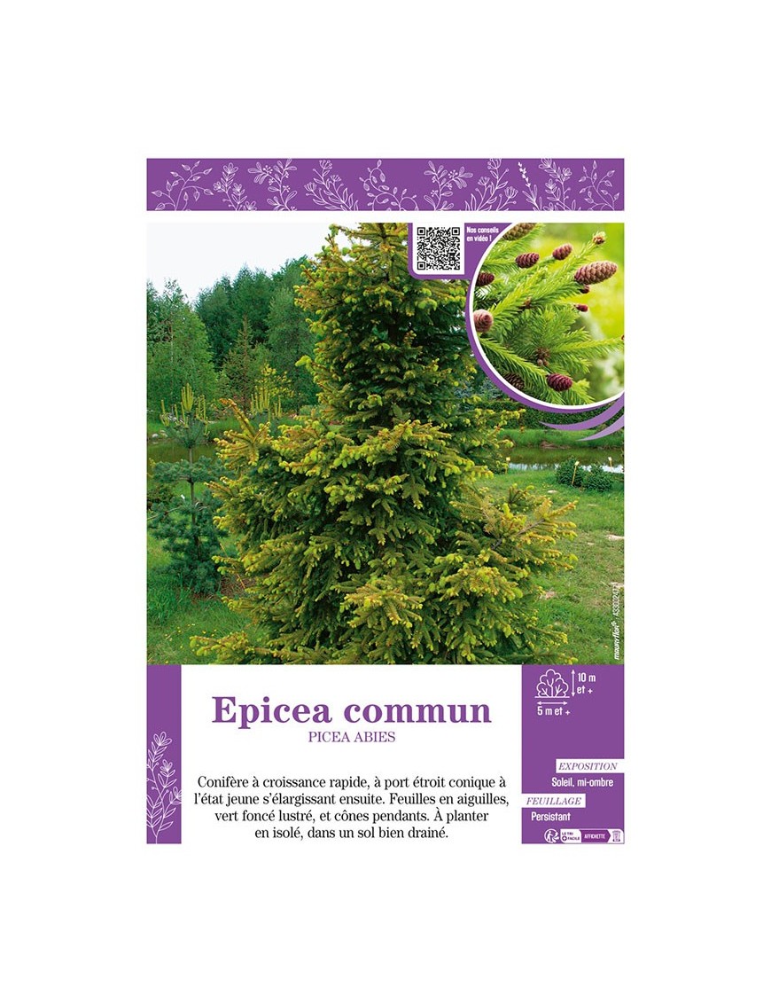PICEA ABIES voir ÉPICÉA COMMUN (EXCELSA SAPIN DE NOËL)