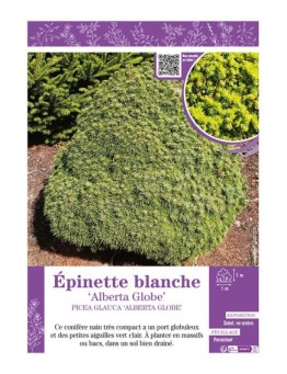 PICEA GLAUCA ALBERTA GLOBE voir ÉPINETTE BLANCHE
