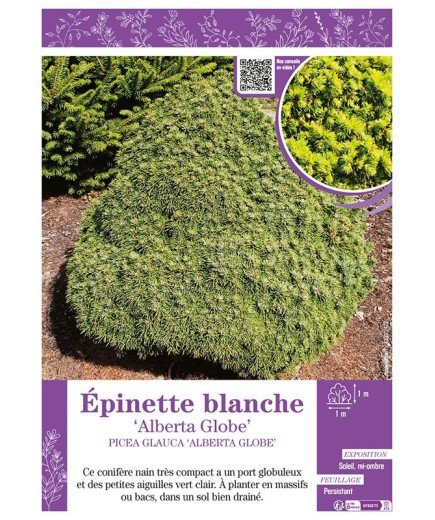 PICEA GLAUCA ALBERTA GLOBE voir ÉPINETTE BLANCHE