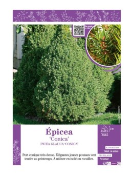 PICEA GLAUCA CONICA voir ÉPICÉA