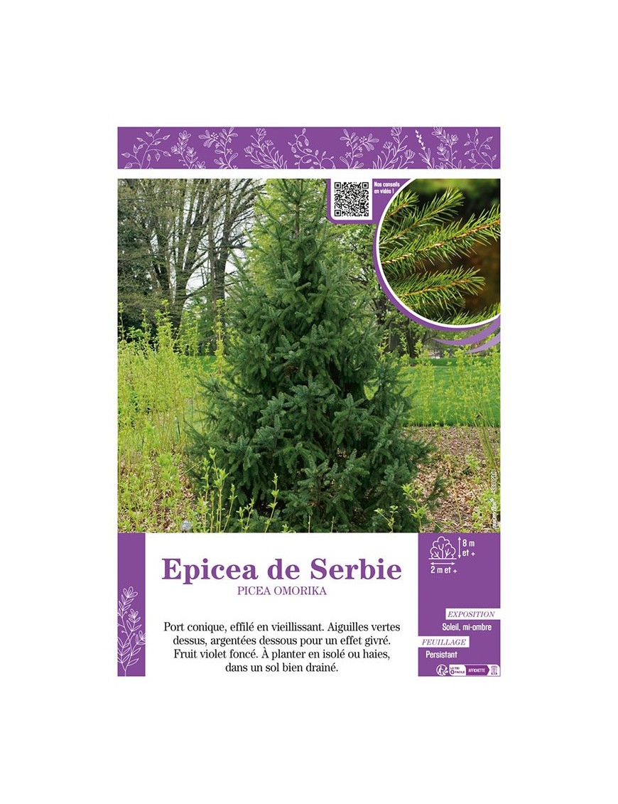 PICEA OMORIKA voir ÉPICÉA DE SERBIE