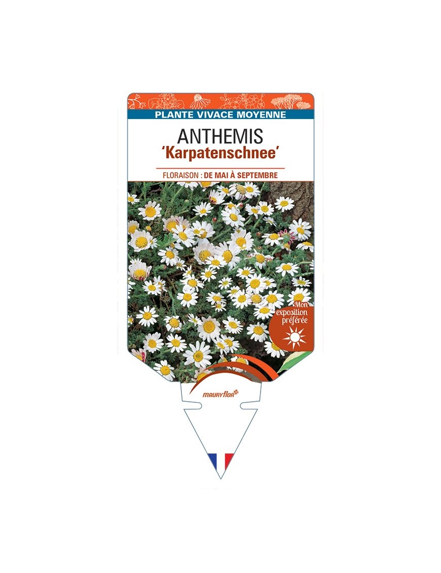 ANTHEMIS Karpatenschnee