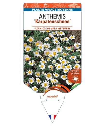 ANTHEMIS Karpatenschnee