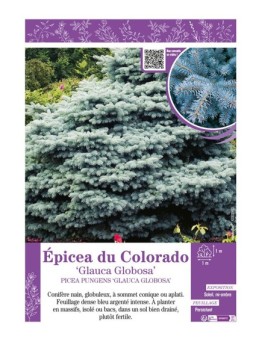 PICEA PUNGENS GLAUCA GLOBOSA voir ÉPICÉA DU COLORADO