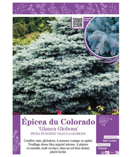 PICEA PUNGENS GLAUCA GLOBOSA voir ÉPICÉA DU COLORADO