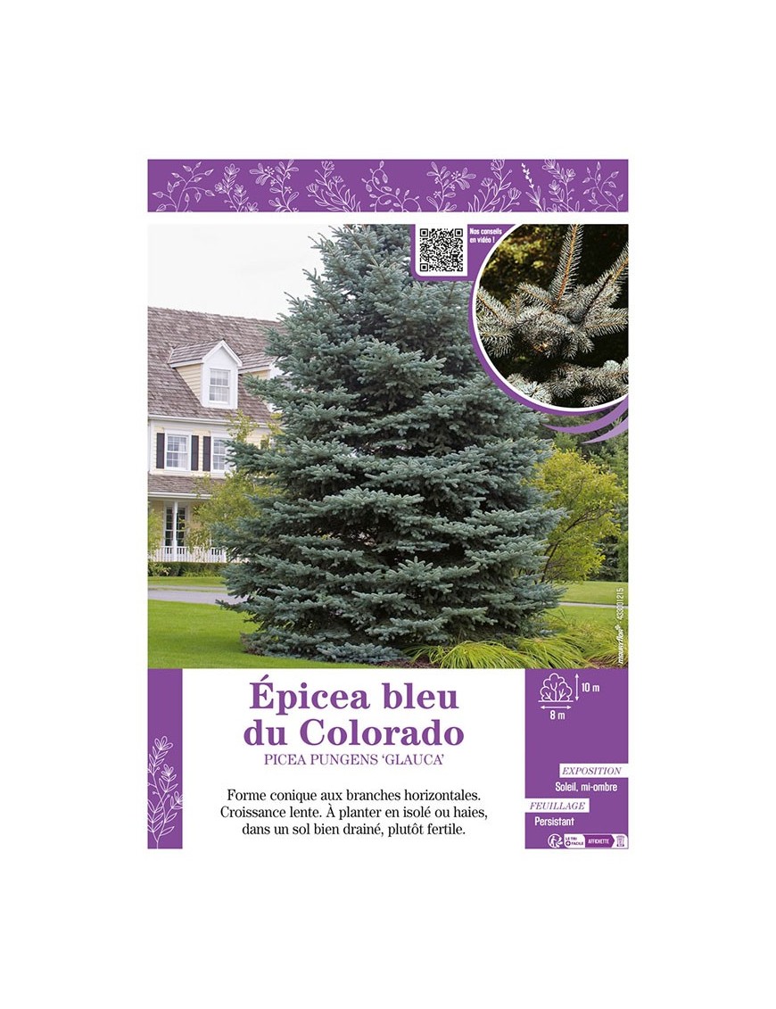 PICEA PUNGENS GLAUCA voir ÉPICÉA BLEU DU COLORADO