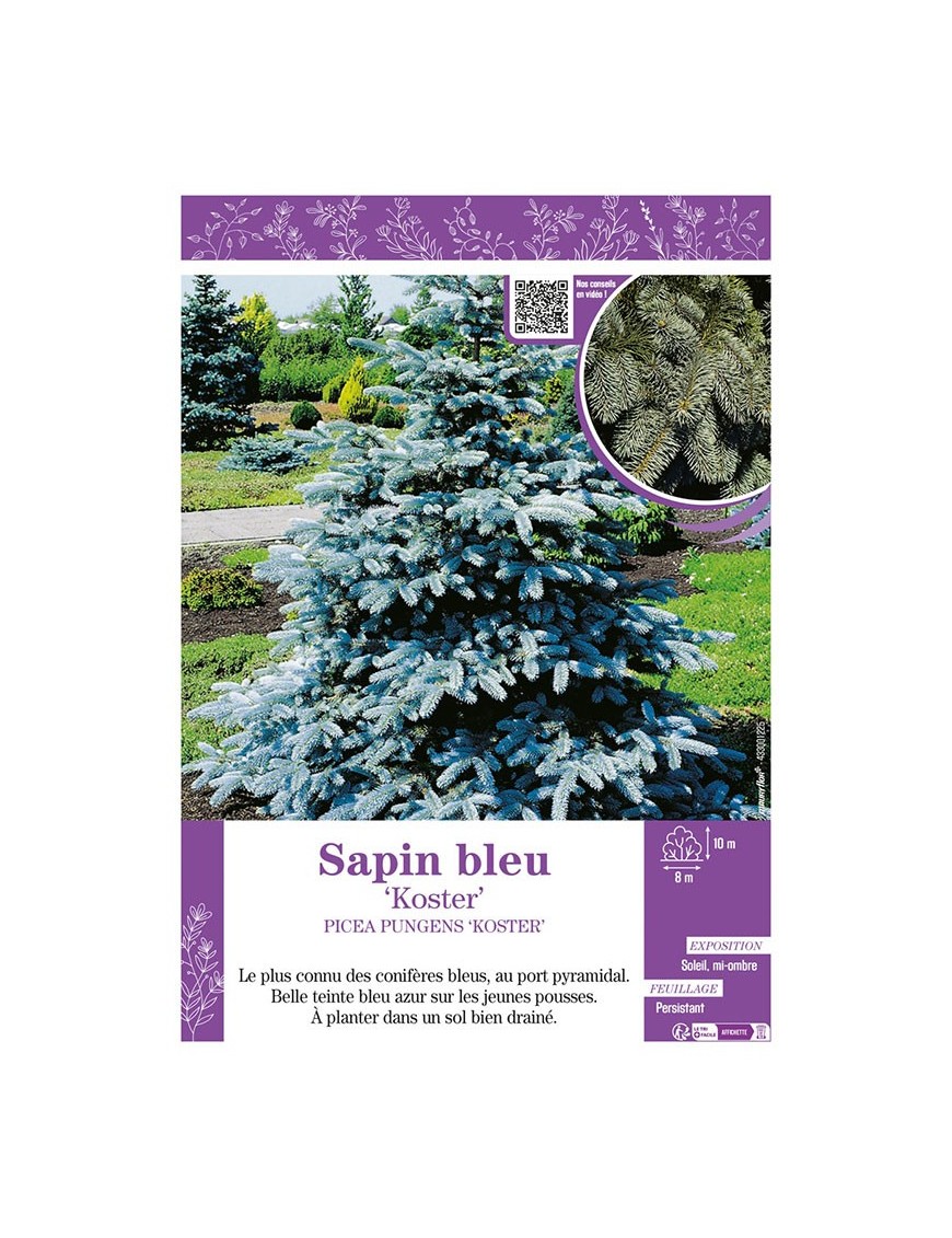 PICEA PUNGENS KOSTER voir SAPIN BLEU
