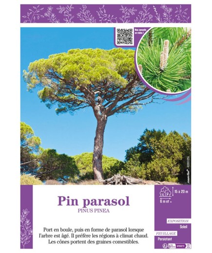 PIN PARASOL PINUS PINEA
