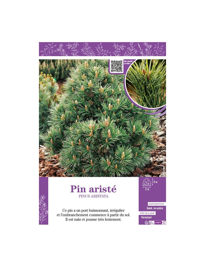 PINUS ARISTATA voir Pin aristé